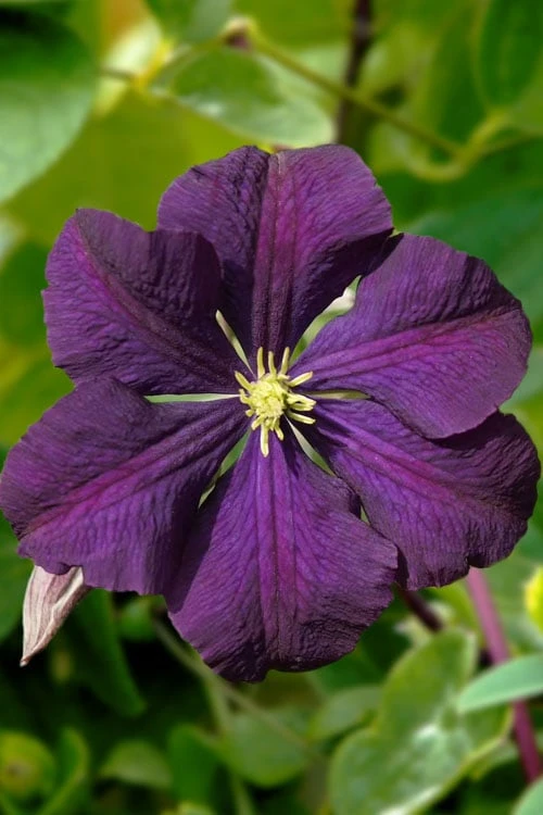 Etoile Violette Clematis - 1 Gallon Pot 4 Etoile Violette Clematis - 1 Gallon Pot - Image 4