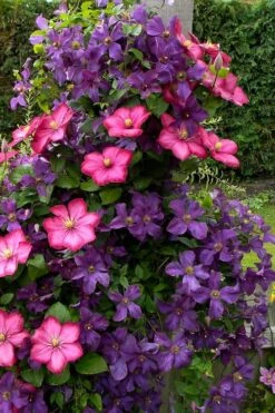 Etoile Violette Clematis - 1 Gallon Pot 12 Etoile Violette Clematis - 1 Gallon Pot -Garden Care clematis etoile violette 4