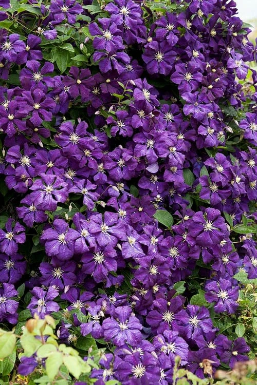 Etoile Violette Clematis - 1 Gallon Pot 1 Etoile Violette Clematis - 1 Gallon Pot