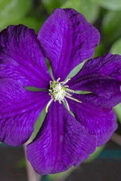 Etoile Violette Clematis - 1 Gallon Pot 14 Etoile Violette Clematis - 1 Gallon Pot -Garden Care clematis etolie violette 1