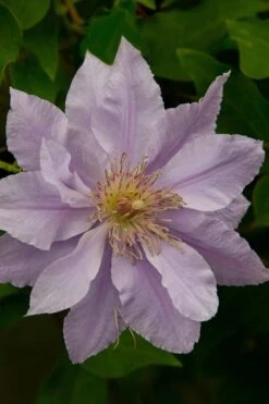 Filigree Clematis - 1 Gallon Pot -Garden Care clematis filigree 4