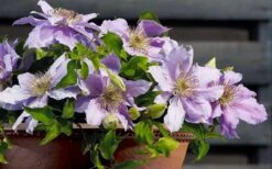 Filigree Clematis - 1 Gallon Pot -Garden Care clematis filigree 7