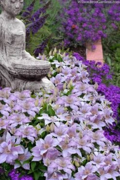 Filigree Clematis - 1 Gallon Pot -Garden Care clematis filigree 9