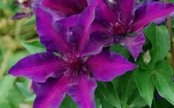 Fleuri Clematis - 1 Gallon Pot -Garden Care clematis fleuri 10