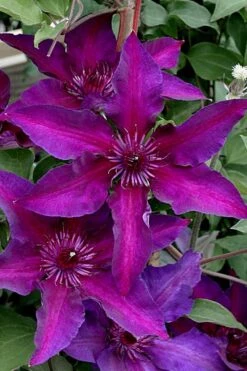 Fleuri Clematis - 1 Gallon Pot -Garden Care clematis fleuri 11