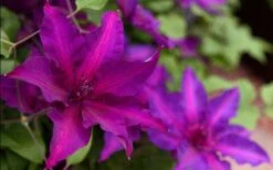 Fleuri Clematis - 1 Gallon Pot -Garden Care clematis fleuri 19