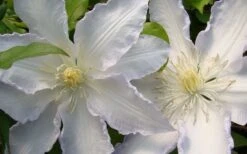 Gillian Blades Clematis - 1 Gallon Pot -Garden Care clematis gillian blades 4
