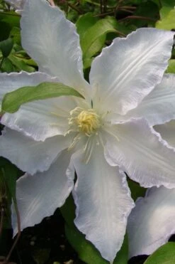 Gillian Blades Clematis - 1 Gallon Pot -Garden Care clematis gillian blades 5
