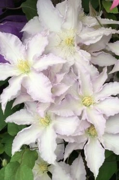 Gillian Blades Clematis - 1 Gallon Pot -Garden Care clematis gillian blades 500x750 1