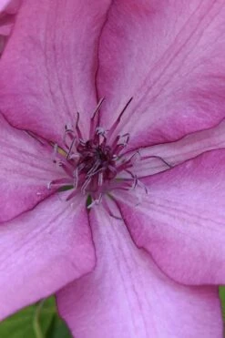 Giselle Clematis - 1 Gallon Pot -Garden Care clematis giselle 10