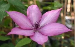 Giselle Clematis - 1 Gallon Pot -Garden Care clematis giselle 11