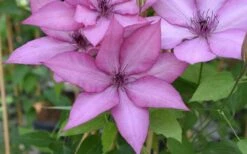 Giselle Clematis - 1 Gallon Pot -Garden Care clematis giselle 12