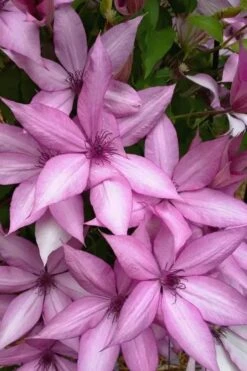 Giselle Clematis - 1 Gallon Pot -Garden Care clematis giselle 13