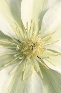 Guernsey Cream Clematis - 1 Gallon Pot -Garden Care clematis guernsey cream 1