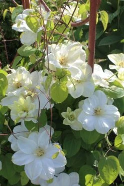 Guernsey Cream Clematis - 1 Gallon Pot -Garden Care clematis guernsey cream 3