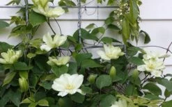 Guernsey Cream Clematis - 1 Gallon Pot -Garden Care clematis guernsey cream 4