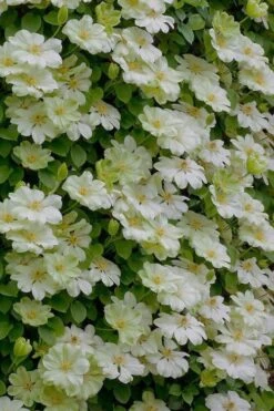 Guernsey Cream Clematis - 1 Gallon Pot -Garden Care clematis guernsey cream 5