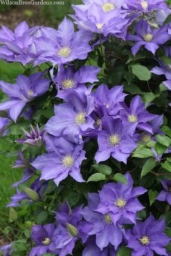 H. F. Young Clematis - 3 Gallon Pot -Garden Care clematis h f young 13