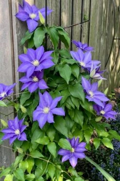 H. F. Young Clematis - 3 Gallon Pot -Garden Care clematis h f young 5