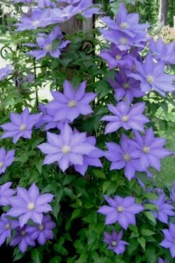 H. F. Young Clematis - 3 Gallon Pot -Garden Care clematis h f young 9