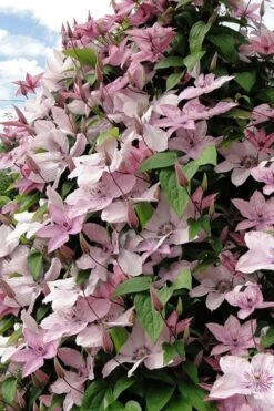 Hagley Hybrid Clematis - 1 Gallon Pot -Garden Care clematis hagley hybrid 11