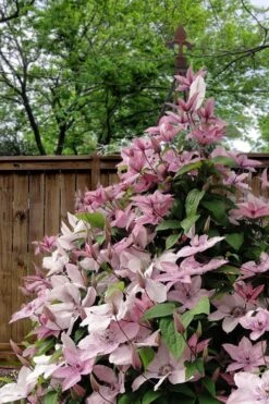 Hagley Hybrid Clematis - 1 Gallon Pot -Garden Care clematis hagley hybrid 12