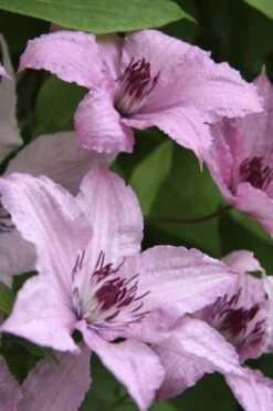 Hagley Hybrid Clematis - 1 Gallon Pot -Garden Care clematis hagley hybrid 14