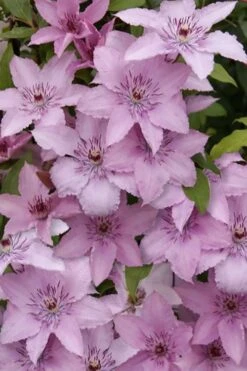 Hagley Hybrid Clematis - 1 Gallon Pot -Garden Care clematis hagley hybrid 15