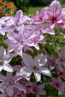 Hagley Hybrid Clematis - 1 Gallon Pot -Garden Care clematis hagley hybrid 18