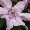 Hagley Hybrid Clematis - 1 Gallon Pot