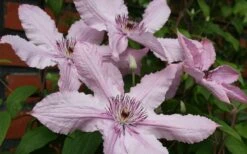 Hagley Hybrid Clematis - 1 Gallon Pot -Garden Care clematis hagley hybrid 21