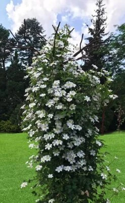 Huldine Clematis - 1 Gallon Pot -Garden Care clematis huldine 1