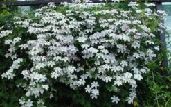 Huldine Clematis - 1 Gallon Pot -Garden Care clematis huldine 11