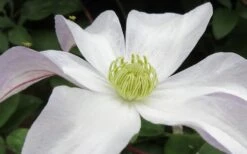 Huldine Clematis - 1 Gallon Pot -Garden Care clematis huldine 3