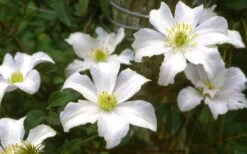 Huldine Clematis - 1 Gallon Pot -Garden Care clematis huldine 6