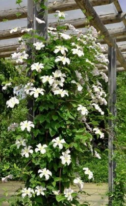 Huldine Clematis - 1 Gallon Pot -Garden Care clematis huldine 7jpg
