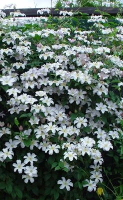 Huldine Clematis - 1 Gallon Pot -Garden Care clematis huldine 9