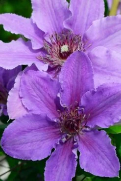 Ines Clematis - 1 Gallon Pot -Garden Care clematis ines 3