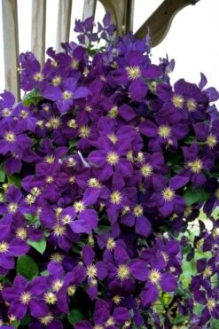 Jakmanii Purple Clematis - 1 Gallon Pot -Garden Care clematis jackmanii 5