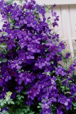 Jakmanii Purple Clematis - 1 Gallon Pot -Garden Care clematis jackmanii 9