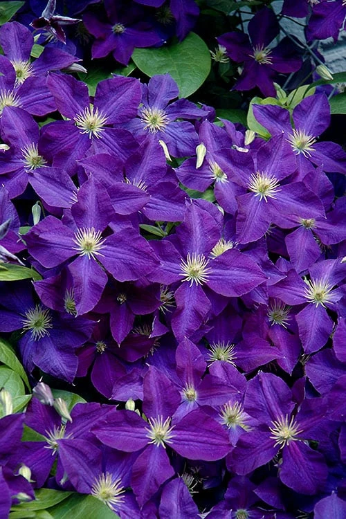 Jackmanii Superba Clematis - 1 Gallon Pot 1 Jackmanii Superba Clematis - 1 Gallon Pot