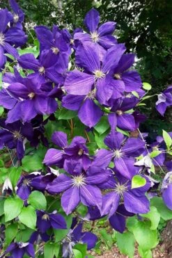 Jackmanii Superba Clematis - 1 Gallon Pot 9 Jackmanii Superba Clematis - 1 Gallon Pot -Garden Care clematis jackmanii superba 3