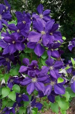 Jackmanii Superba Clematis - 1 Gallon Pot 10 Jackmanii Superba Clematis - 1 Gallon Pot -Garden Care clematis jackmanii superba 4
