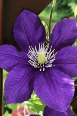 Jackmanii Superba Clematis - 1 Gallon Pot 11 Jackmanii Superba Clematis - 1 Gallon Pot -Garden Care clematis jackmanii superba 5