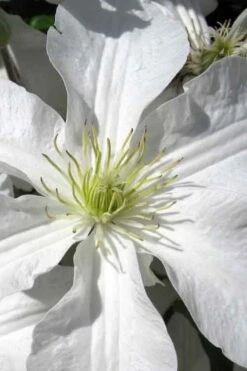 John Huxtable Clematis - 1 Gallon Pot 9 John Huxtable Clematis - 1 Gallon Pot -Garden Care clematis john huxtable 1