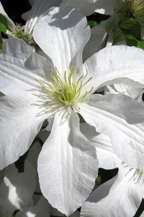 John Huxtable Clematis - 1 Gallon Pot 1 John Huxtable Clematis - 1 Gallon Pot