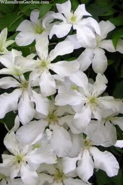 John Huxtable Clematis - 1 Gallon Pot 8 John Huxtable Clematis - 1 Gallon Pot -Garden Care clematis john huxtable 3