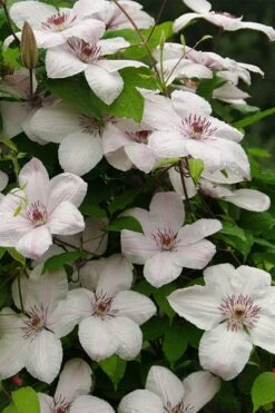 John Paul II Clematis - 1 Gallon Pot -Garden Care clematis john paul II 11
