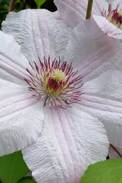 John Paul II Clematis - 1 Gallon Pot -Garden Care clematis john paul II 12