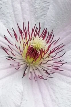 John Paul II Clematis - 1 Gallon Pot -Garden Care clematis john paul II 5